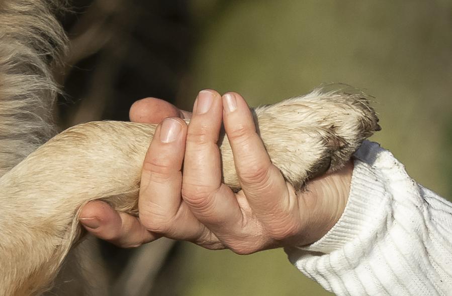 Hundepfote gibt Menschenhand die Hand